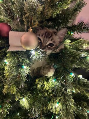 Phoebe the cat emerging from inside a Christmas tree