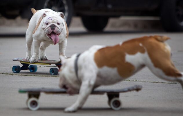 Two bulldogs skateboarding