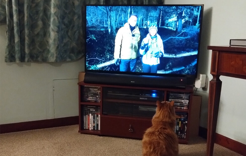 Angela's ginger fluffy cat Zorro sat on the carpet of the living room close to the TV looking up watching "Winterwatch" intently