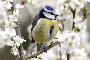 A blue tit sitting on a branch with blossom