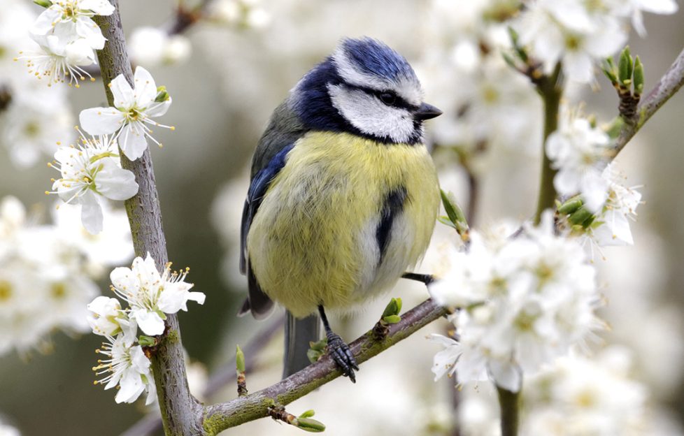 A blue tit sitting on a branch with blossom