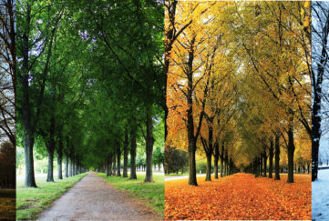 The same view of a tree-lined park in each season