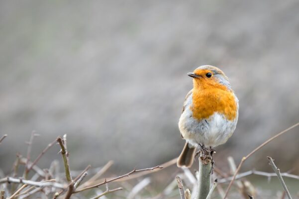 A robin in the winter.