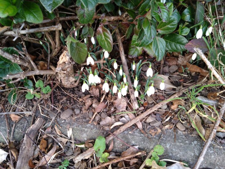 Snowdrop plant coming through the ground under bushes.