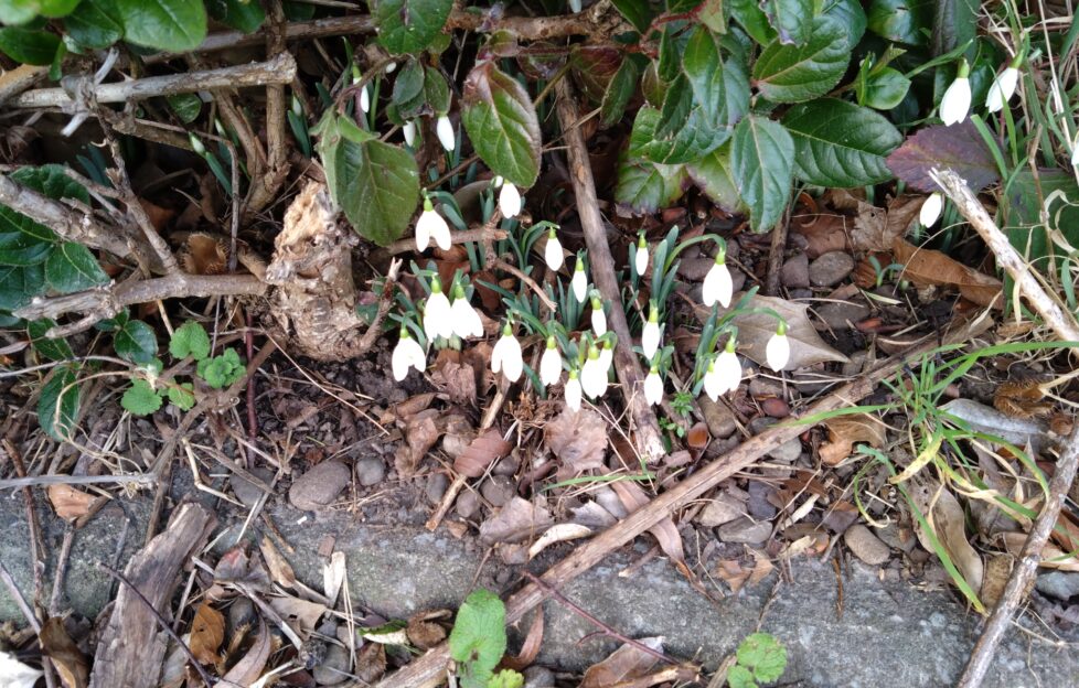 Snowdrop plant coming through the ground under bushes.