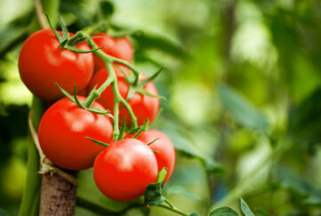 Lush red tomatoes on the vine