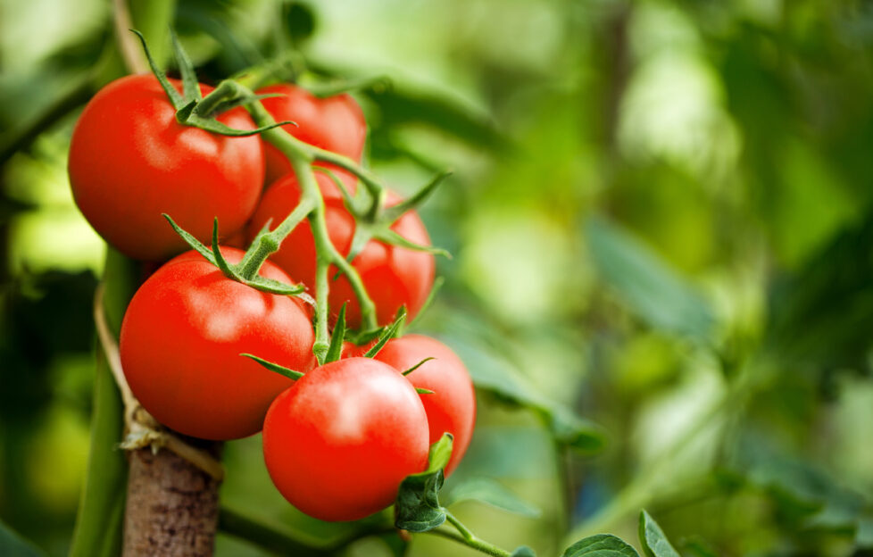 Lush red tomatoes on the vine