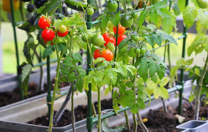 Tomatoes growing on a trellis