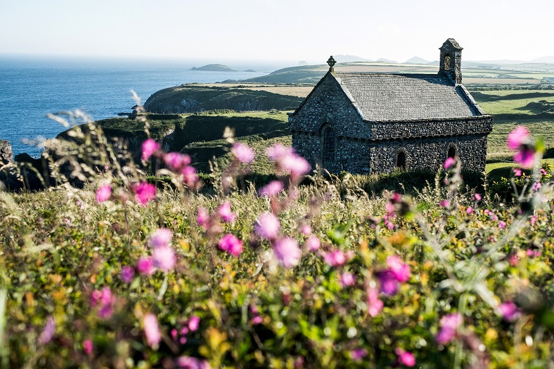 St Non's Chapel in Pembrokeshire, a rough stone building on the cliffs out to sea, picture taken with purple flowers in the foreground