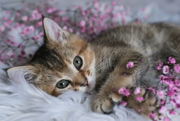 Cute Scottish Straight kitten and pink flowers on a white blanket.