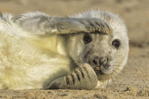 A seal pup.