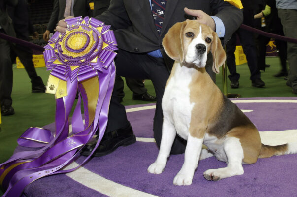Beagle Miss P from the Hound Group after they win Best in Show at the 139th Annual Westminster Kennel Club Dog Show.