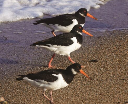 A trio of oystercatchers.