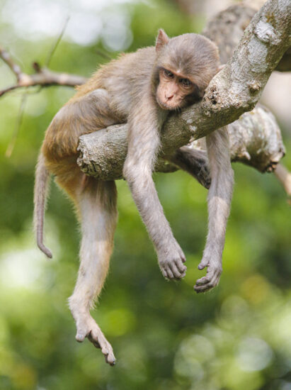 And relax – a chilled out monkey enjoys an afternoon of relaxation taken by Mirza Ridoy in Bangladesh, Satchori