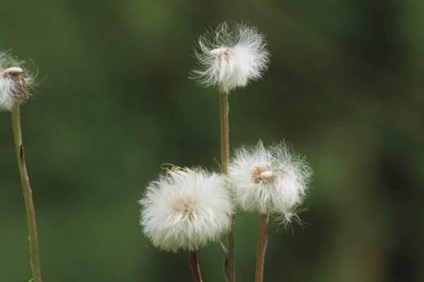 Dandelions.