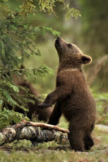 A curious cub – a young bear cub investigates their surroundings taken by Fang Tiemann in Germany, Braunschweig