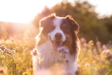 A fluffy tri-colour border collie walks towards the camera with its tongue wagging in a smiley post with the golden sunsetting behind it