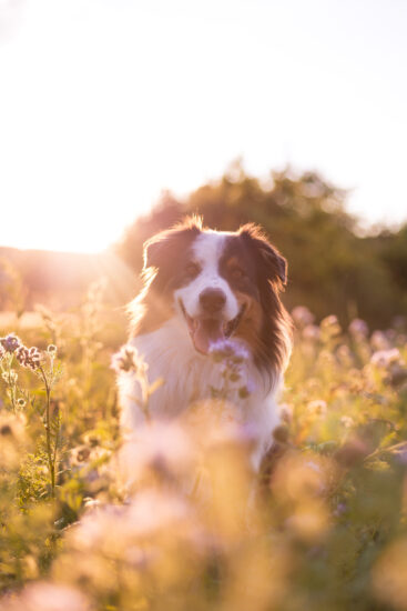 What a good boy – the happiest dog embracing the sunshine on his afternoon walk, taken by Klaudia Gruber in Germany, Freiburg