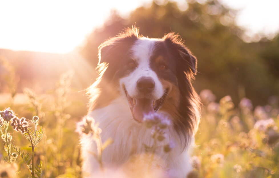 A fluffy tri-colour border collie walks towards the camera with its tongue wagging in a smiley post with the golden sunsetting behind it