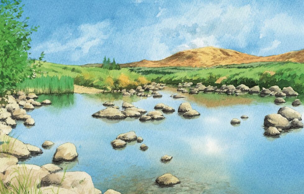 An illustration of Galloway Forest.