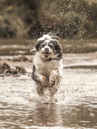 Ready, set, jump – a happy dog enjoys splashing through a lake taken by Agnieszka Gulczyńska in Poland, Warszawa
