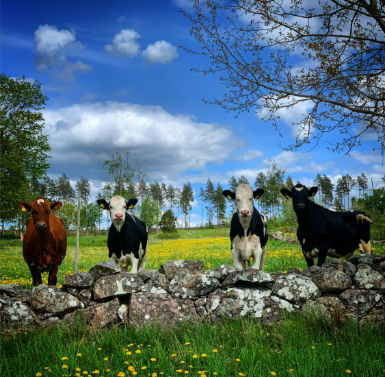 What are you looking at? – a herd of cows spot a passer-by enjoying their walk, taken by Erika Karlsson in Sweden, Odensvi