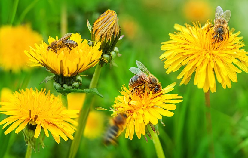 Bees pollinate yellow dandelion 