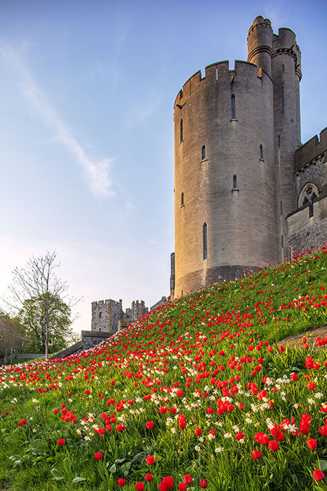 Red tulips at Arundel Pic: Martin Duncan