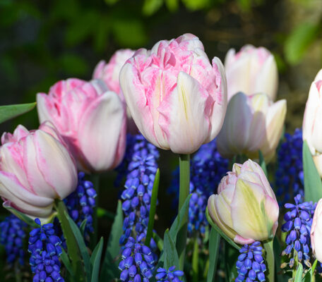 Pale pink tulips