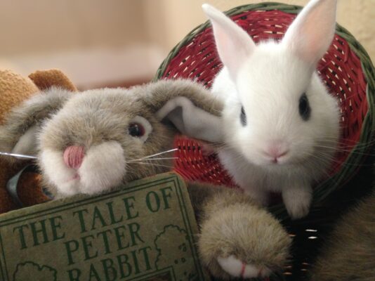 One of the most well-known bunnies is, of course, Peter Rabbit.