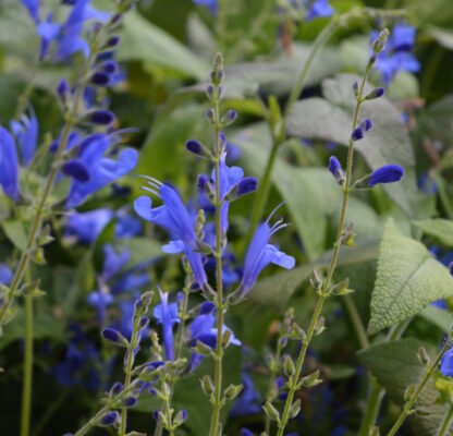 flowers of the Salvia saggitata ‘Blue Butterflies’