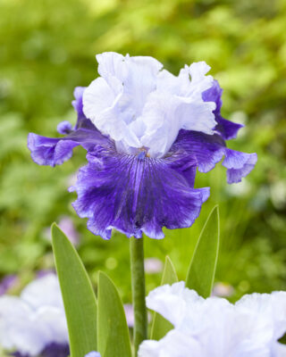 a flower of the bearded iris, a great addition to a June flower garden