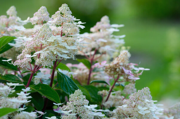 flowers of the hydrangea paniculata Early Harry, a great addition to a June flower garden 
