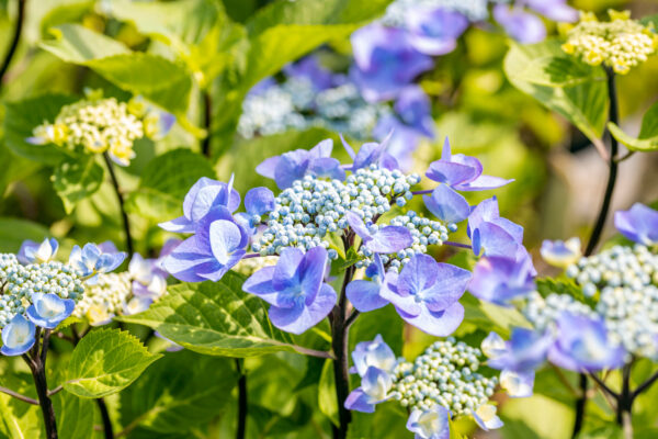 flowers of the hydrangea macrophylla ‘Zorro’, a great addition to a June flower garden