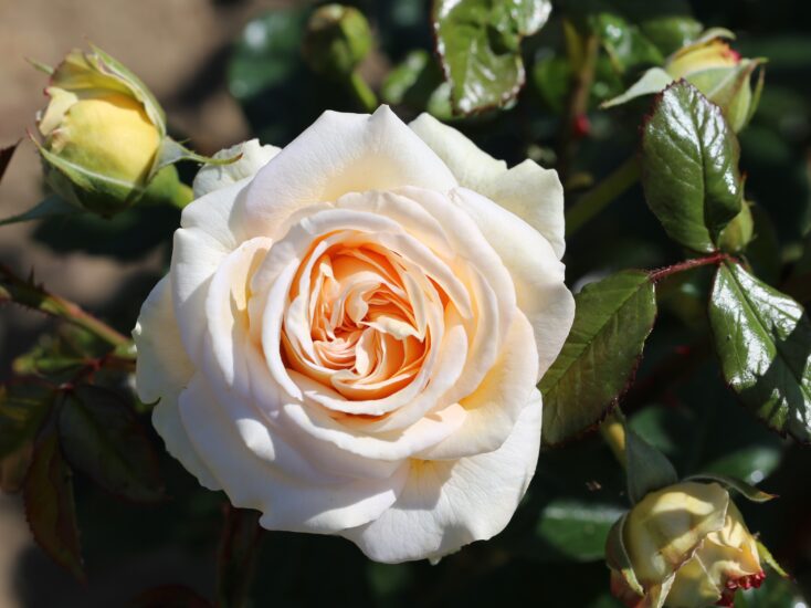 A peachy rose is a great fragrant addition to your June flower garden.