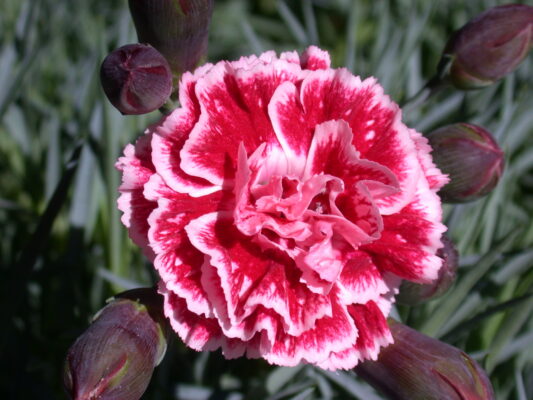 flower of the dianthus ‘Sugar Plum’, a great addition to a June flower garden