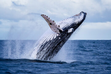 A humpback whale Pic: Shutterstock