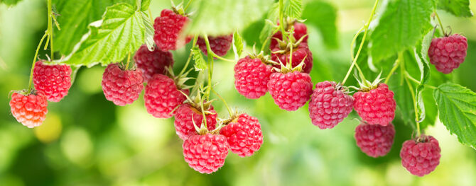 Raspberries growing on plants Pic: Shutterstock