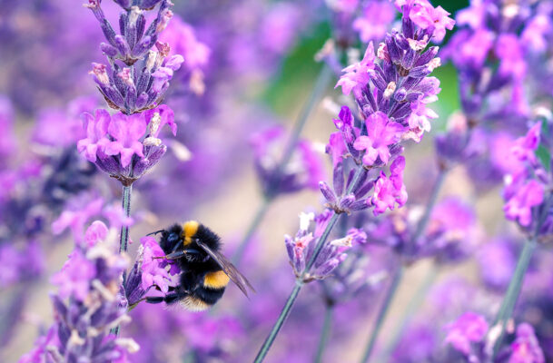 A bee pollinating lavender flowers Pic: Shutterstock