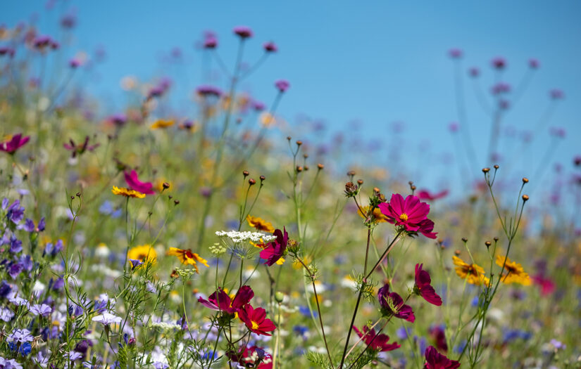 Wildflower meadow in Surrey Pic: Shutterstock