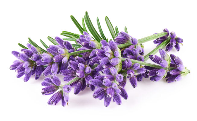 Lavender flowers Pic: Shutterstock