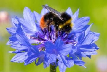 A red tailed bumblebee on a blue corn flower All pics: Shutterstock