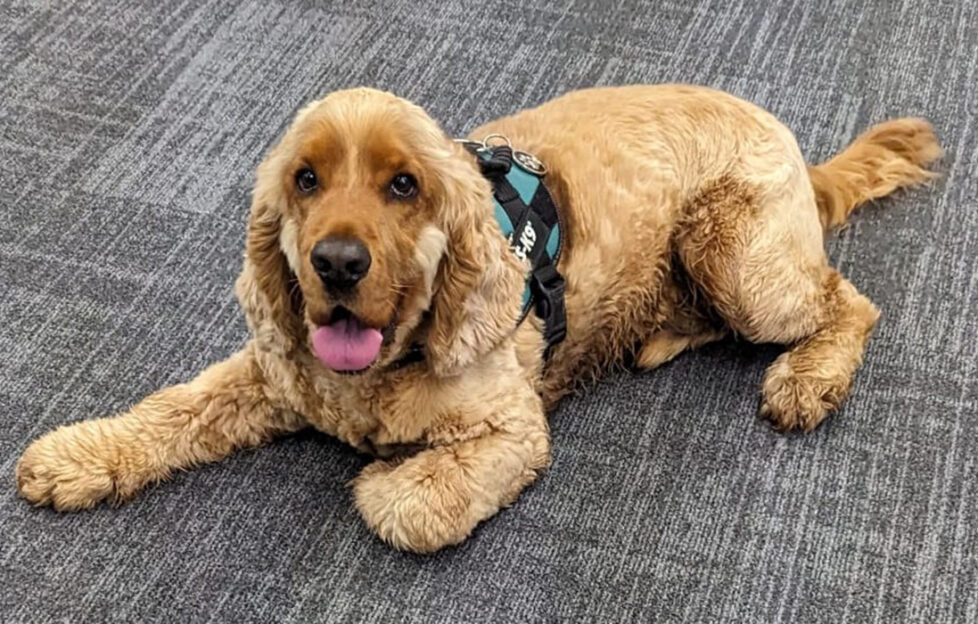 Angus gets comfy in the office!