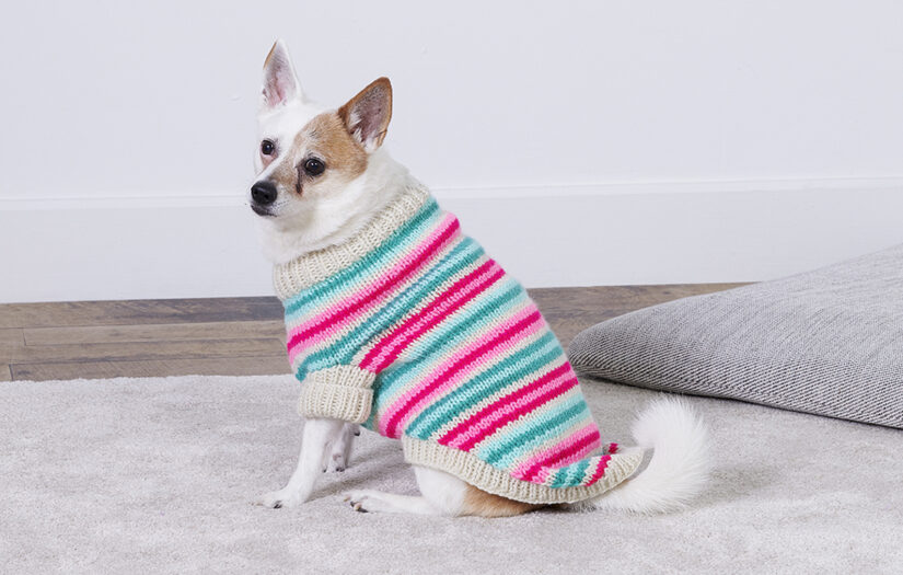 White dog wearing knitting dog coat