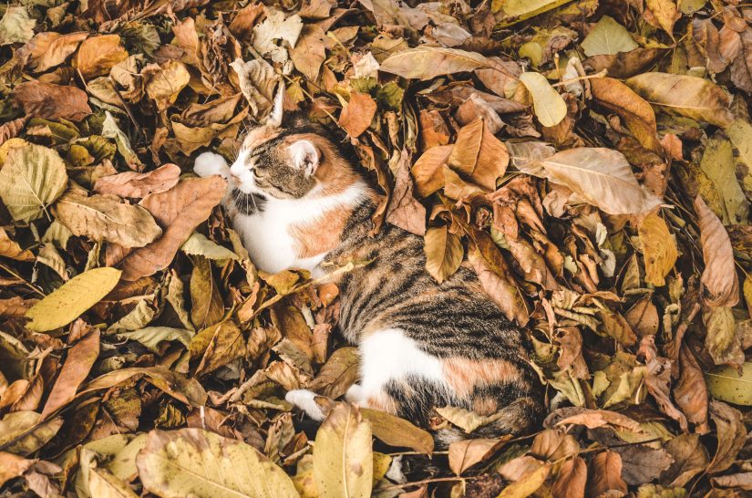 Cat lying in a pile of leaves.