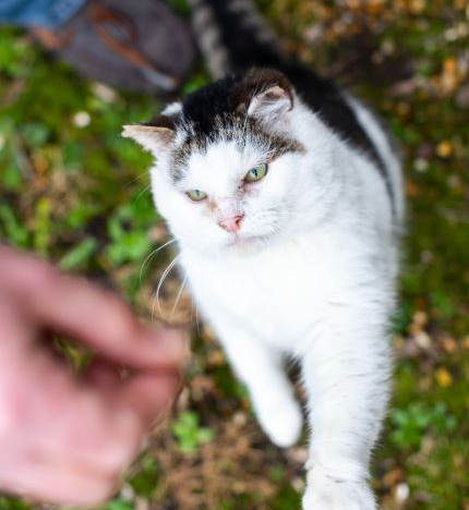 white cat approaching a hand holding a treat
