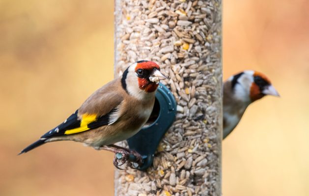 Two goldfinches on a bird feeder