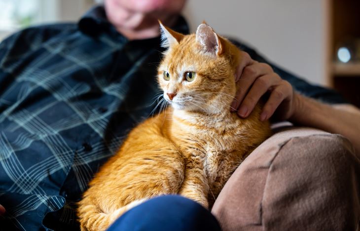 ginger cat sat on owner's lap