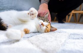 Owner's hand tickling a cat.