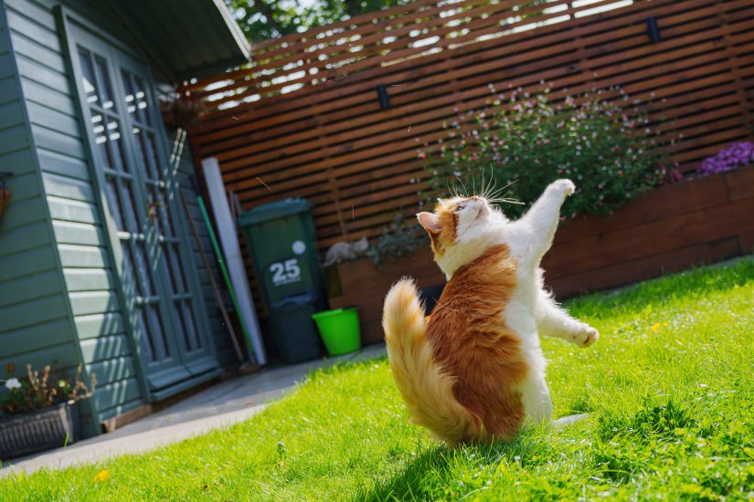 Cat playing in a garden